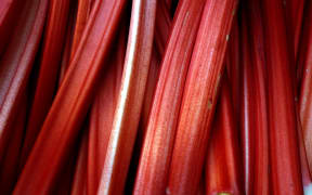 Rhubarb