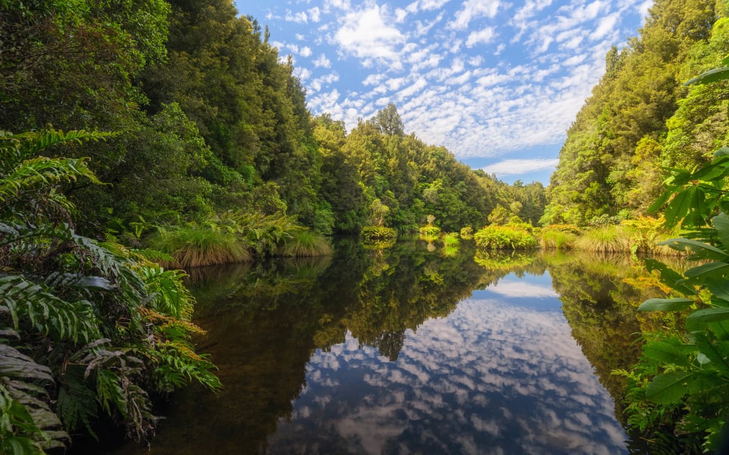 Ohinetonga Scenic Reserve, Owhango, King Country.