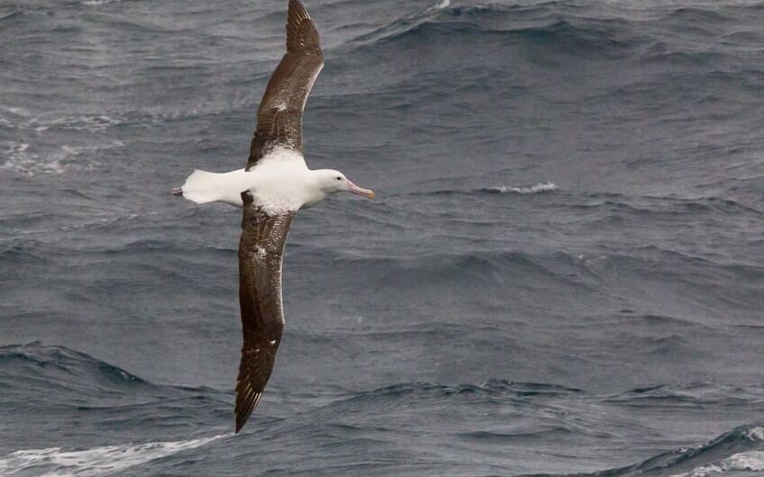 Wandering Albatross