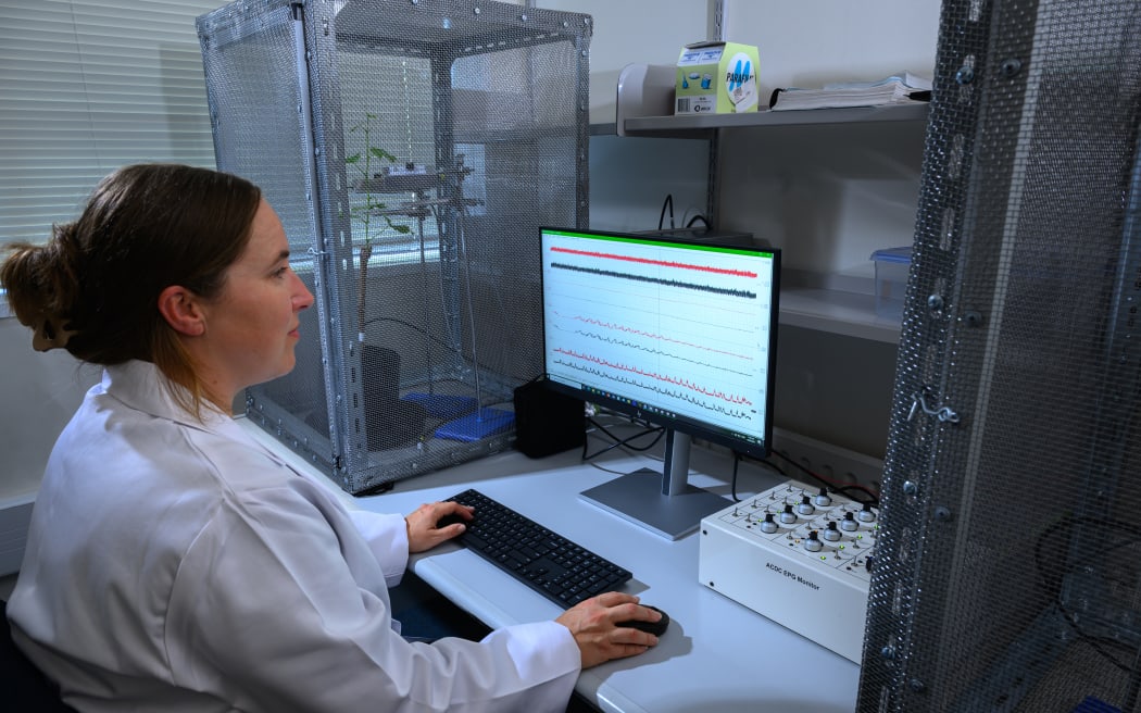 Michelle studies live data of the mealybugs eating behaviour