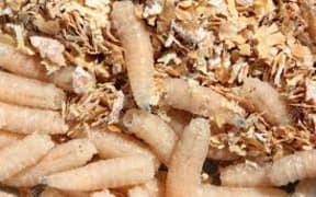 maggots