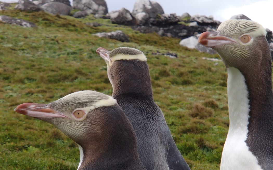 Hoiho / yellow-eyed penguins on Enderby Island, in the subantarctic Auckland islands.