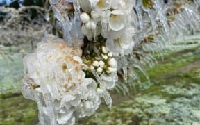 Icicles on cherry trees at Clyde Orchard.