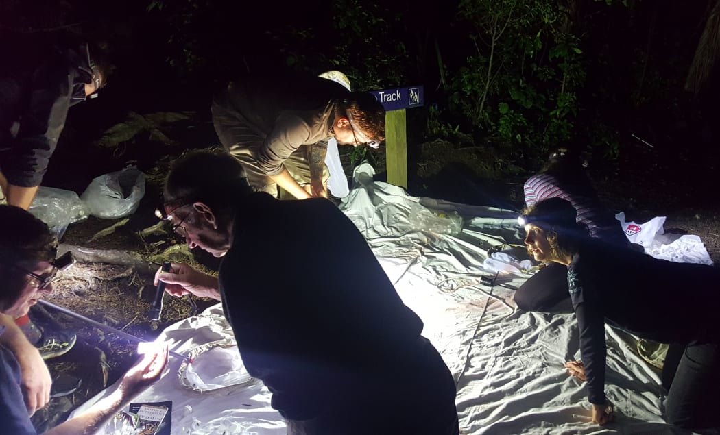 A group of keen citizen scientists at a monthly moth-catching session in Zealandia sanctuary. Moths are attracted to the bright light and are easy to see against the white sheet.