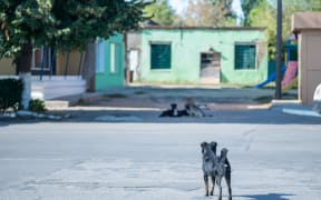 Flock of stray homeless dogs on a city street