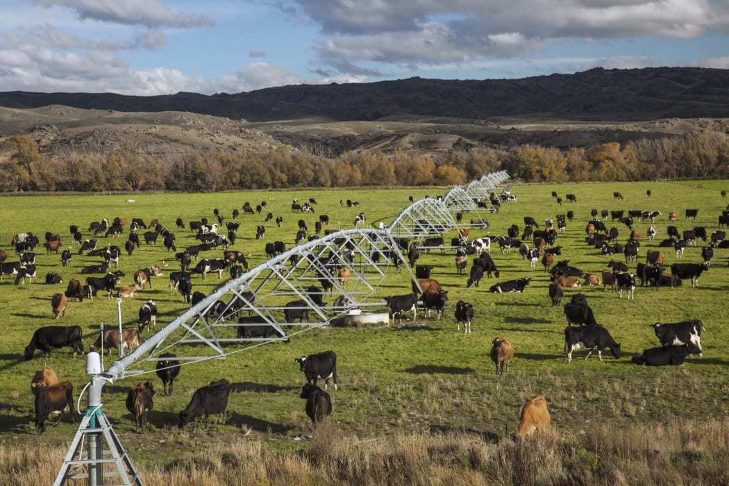 Dairy cows graze under irrigation system near Lauder, Central Otago (2014)