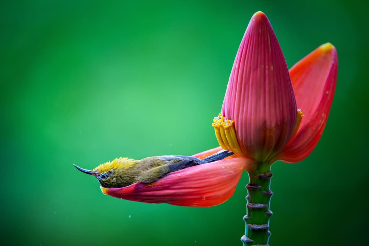 Animal crackers: Finalists for the Comedy Wildlife Photography Awards ...