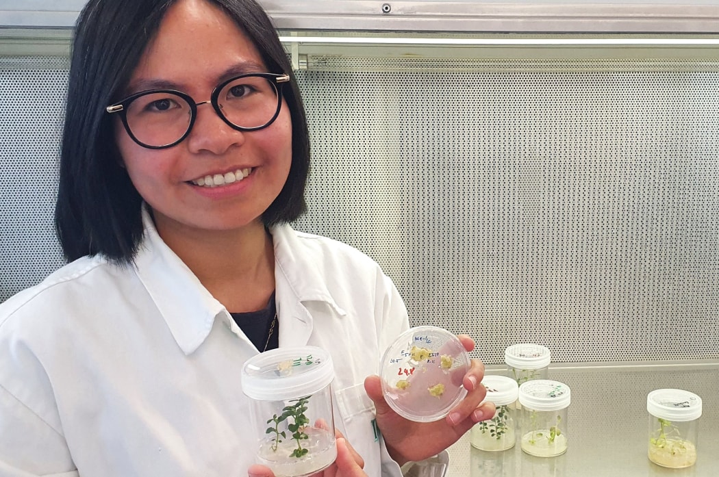 PhD student Trang Nguyen is developing potatoes that require just one sixteenth the amount of nitrate that potatoes usually need to thrive.