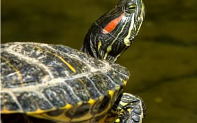 Red-eared slider turtle