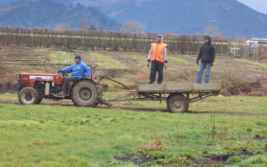 Tongan RSE workers in Motueka.
