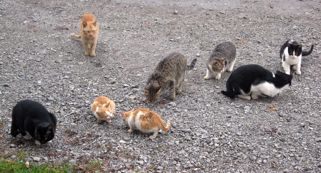 A colony of feral cats.