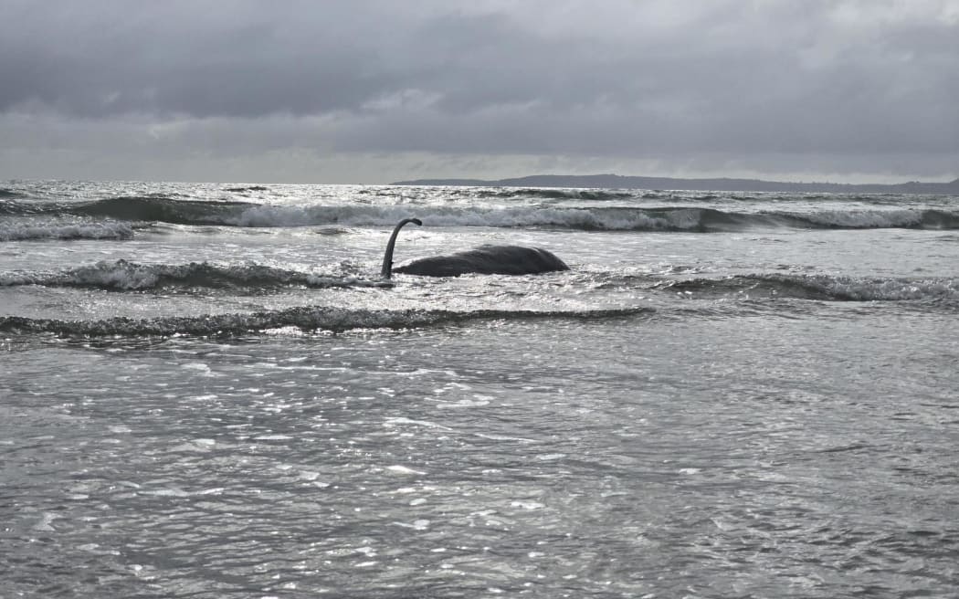 A whale washed up on Orewa Beach on Wednesday, 26 November 2025.