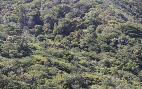 Warawara Forest