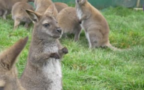 A wallaby park in Waimate.