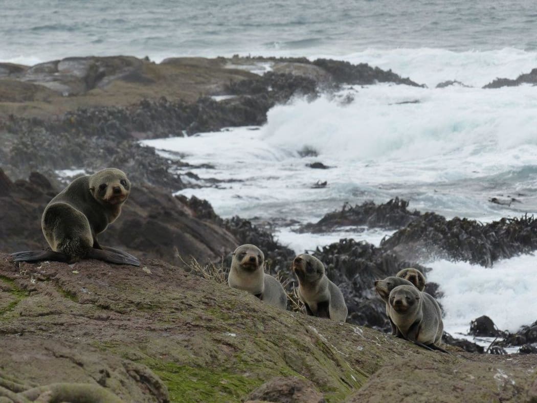 A group of undernourished seal pups.