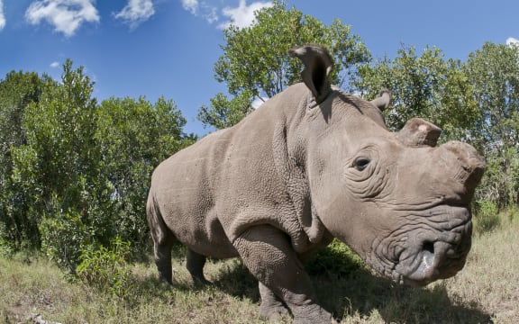Northern White Rhinoceros.