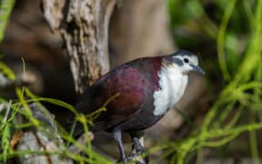 The critically endangered Polynesian Ground Dove. Known locally as Tutururu