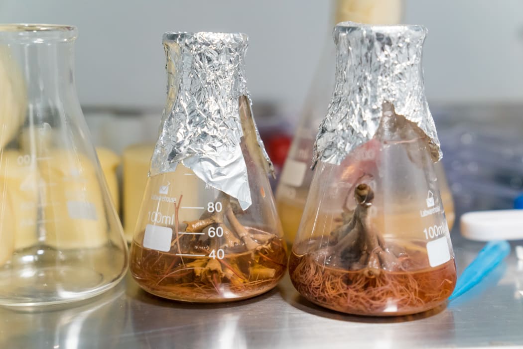 Yeasts being extracted from native plants to source unique New Zealand yeasts.
