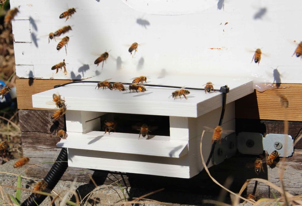 A beehive set up to monitor the movement of bees.
