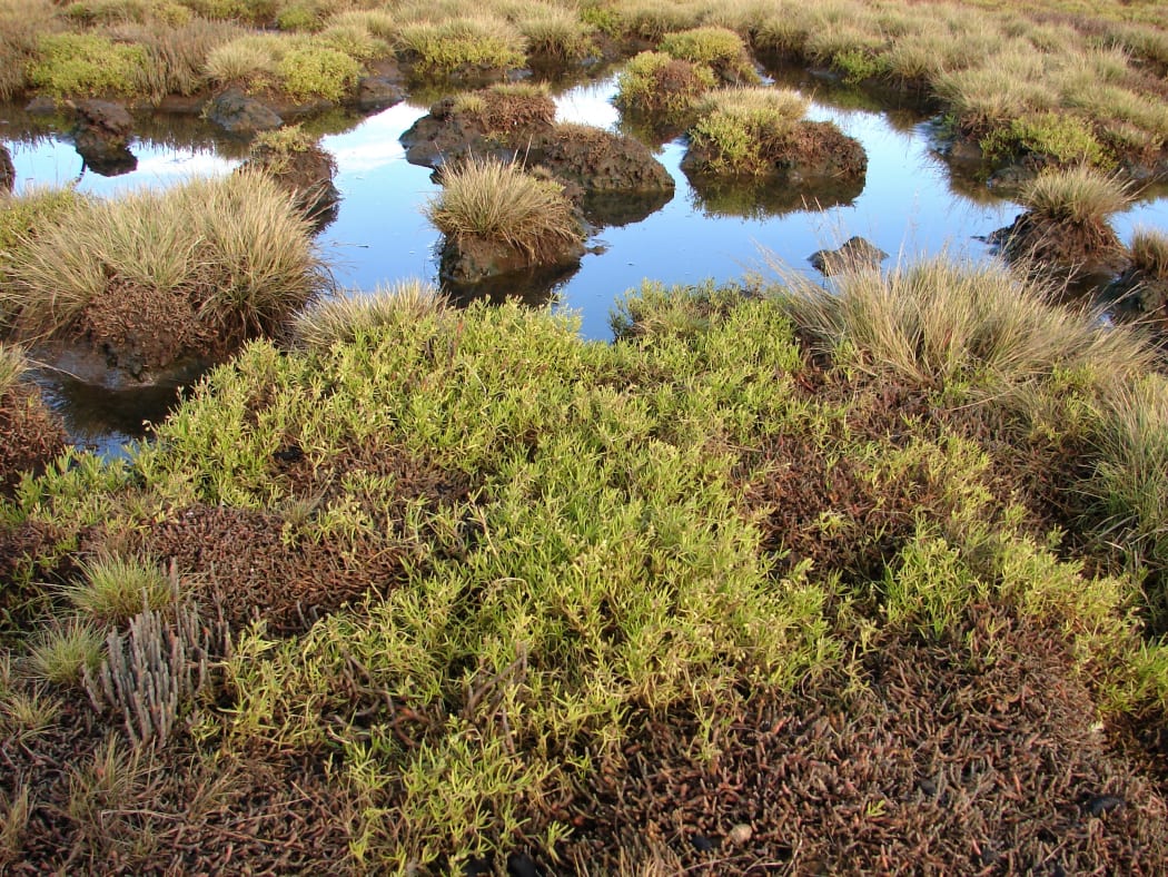 Salt herb and glasswort growing in a salt meadow on private land protected by Judith and Gary Shields.