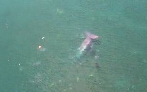 The wreckage of the plane can be seen in Lake Taupo.