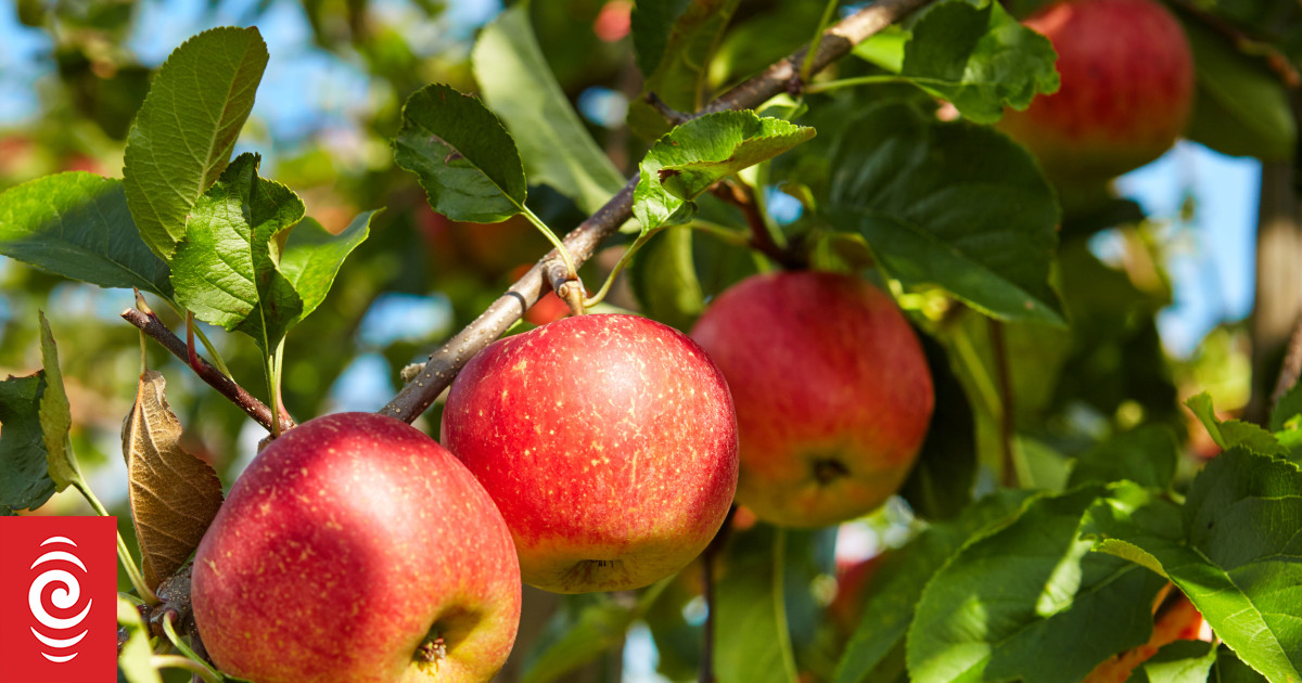 Gdzie się podziały wszystkie jabłka?  Huragan Gabriel, finał sezonu ma wpływ na serial