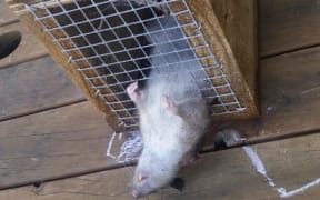 The Victor is useful though some of the bigger rats don’t realise they’re dead until sometime after they leave.