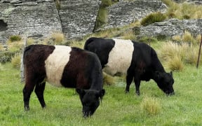 Galloway cattle