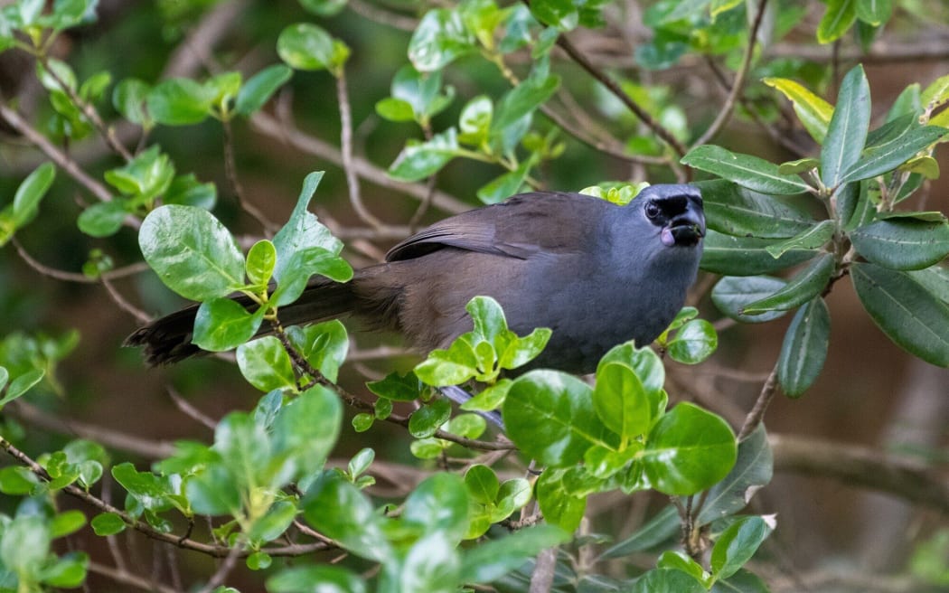 Kōkako population soars in Hunua Ranges | RNZ