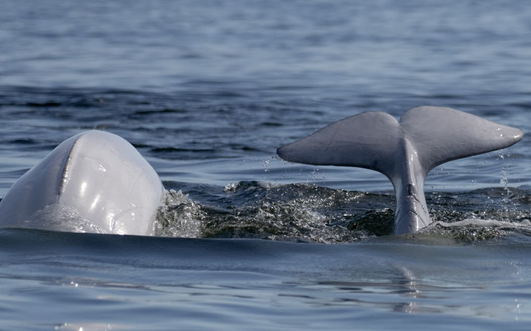 A group of beluga whales swim and feed in Hudson Bay, outside Churchill, northern Canada.