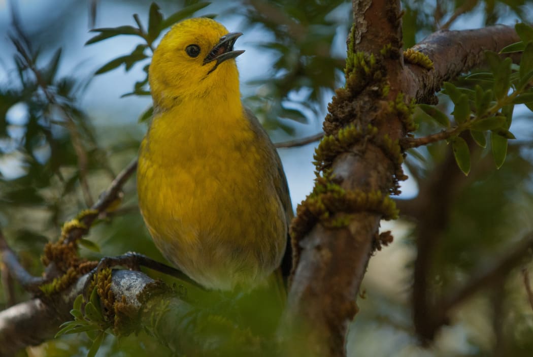 The mohua is on the endangered species list.