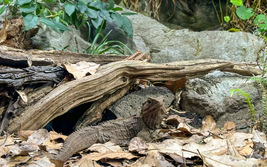 A grey-green, lizard-like reptile with a long tail and spines along its back sits among the leaf litter in front of rocks and a gnarled tree root.
