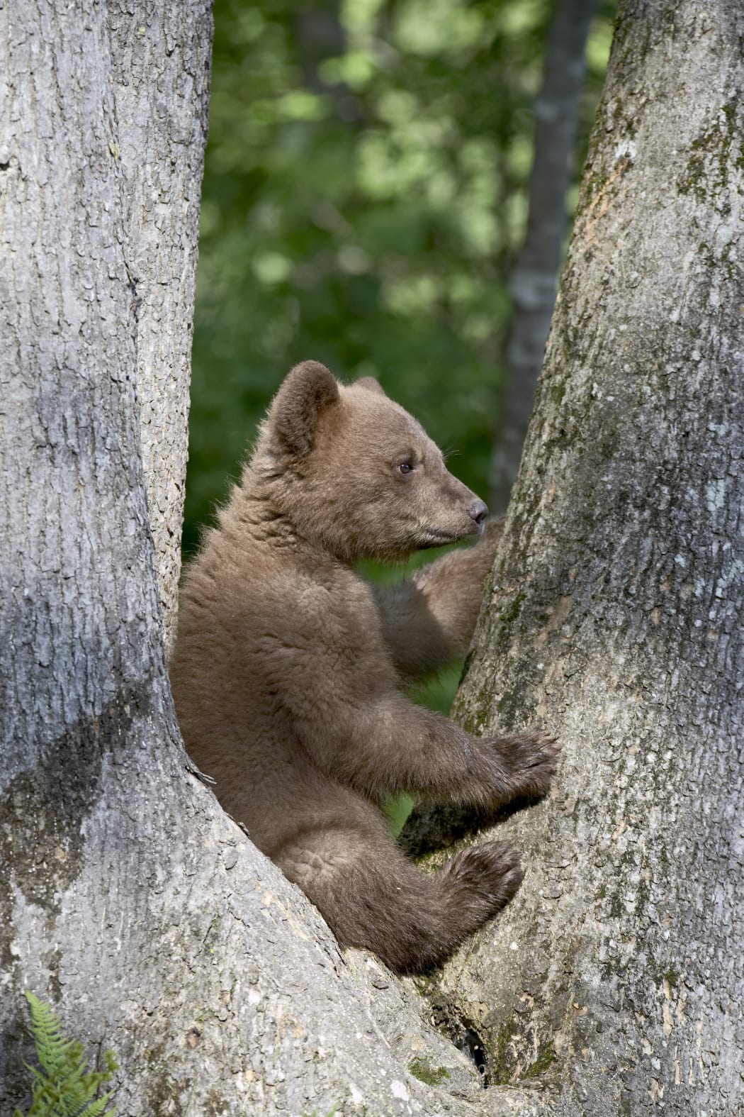 Black bear