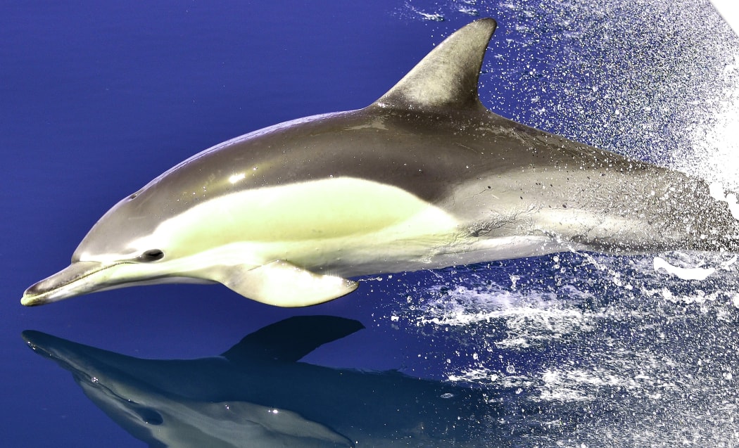 Pigmentation patterns of dorsal fins on common dolphins.