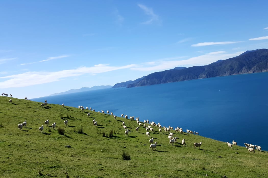 Marlborough Sounds Sheep Farm