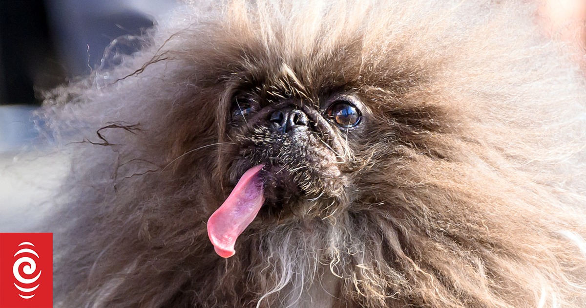 How Wild Thang finalmente ganó el premio al perro más feo del mundo