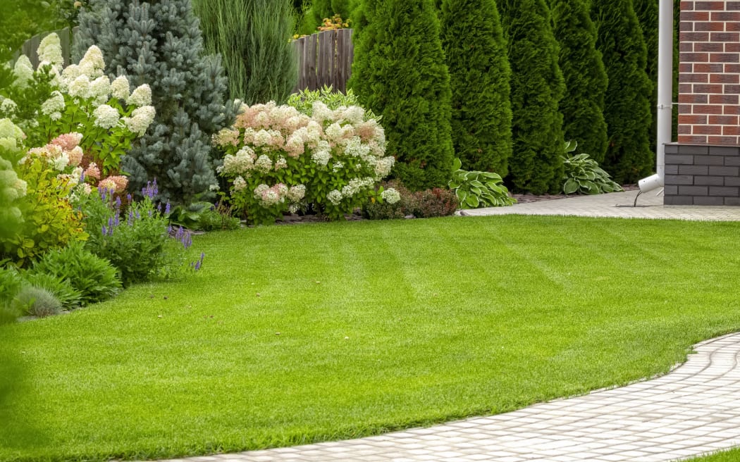 Freshly cut grass in the backyard of a private house.