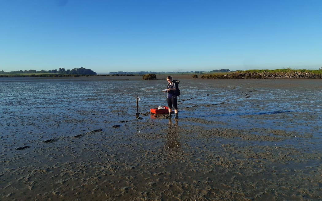 Dr Tarn Drylie monitoring estuary health