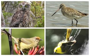 From top left, morepork, godwit, mohua and bellbird