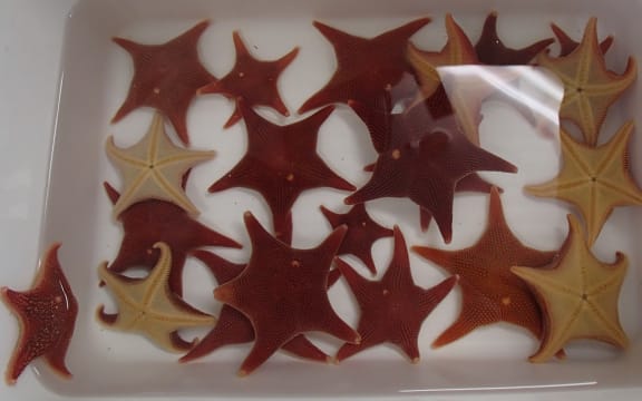 Tank of Antarctic starfish