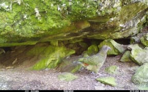 2.	Scuffle, at rear, and her mate outside their nesting cavity this month. Photo DOC Note: the mate isn’t named.