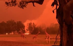 Zookeeper Chad Staples took this photo of Mogo Zoo surrounded by the Australian bushfires in New South Wales on 1 January, 2020.