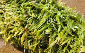 A close up of caulerpa seaweed. It has green-yellow, feathery leaves. A clump sits on a beach.