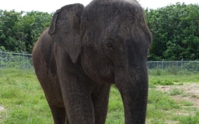 Elephants arriving to Auckland Zoo. Anjalee