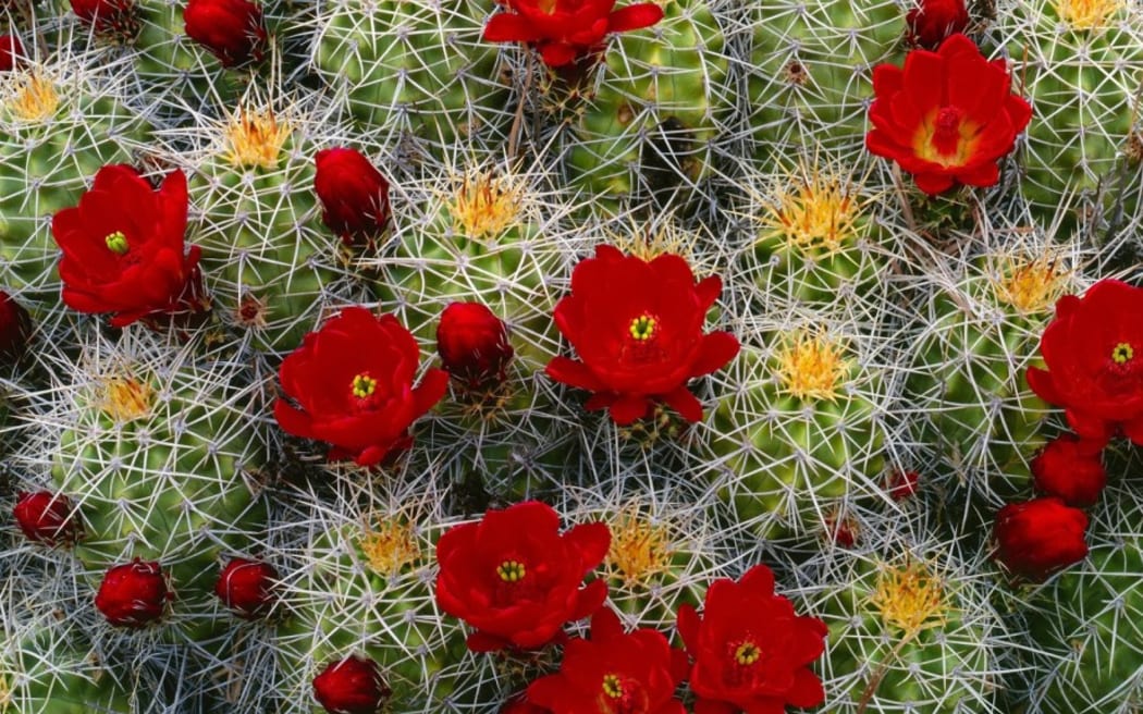 Flowering cactus