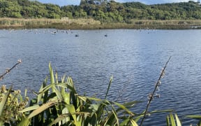 The disused oxidation ponds, which Mangati E block was taken for, are now a habitat for waterfowl.