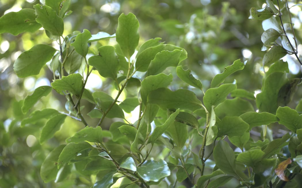 New Zealand Broadleaf, Griselinia littoralis, growing near Pahiatua.