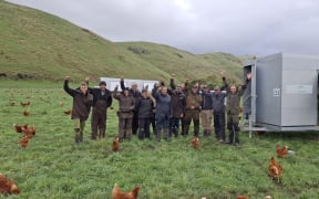 Animal rescue at Forage Farm Motukarara.