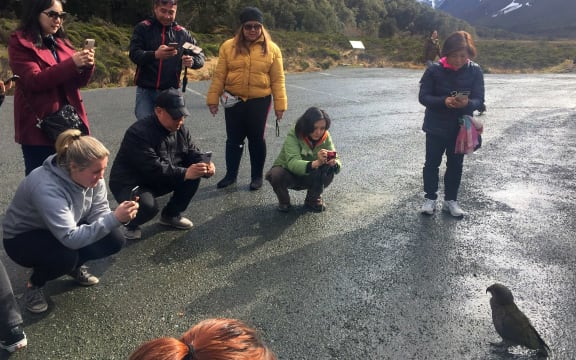 Tourist crowding around a kea.