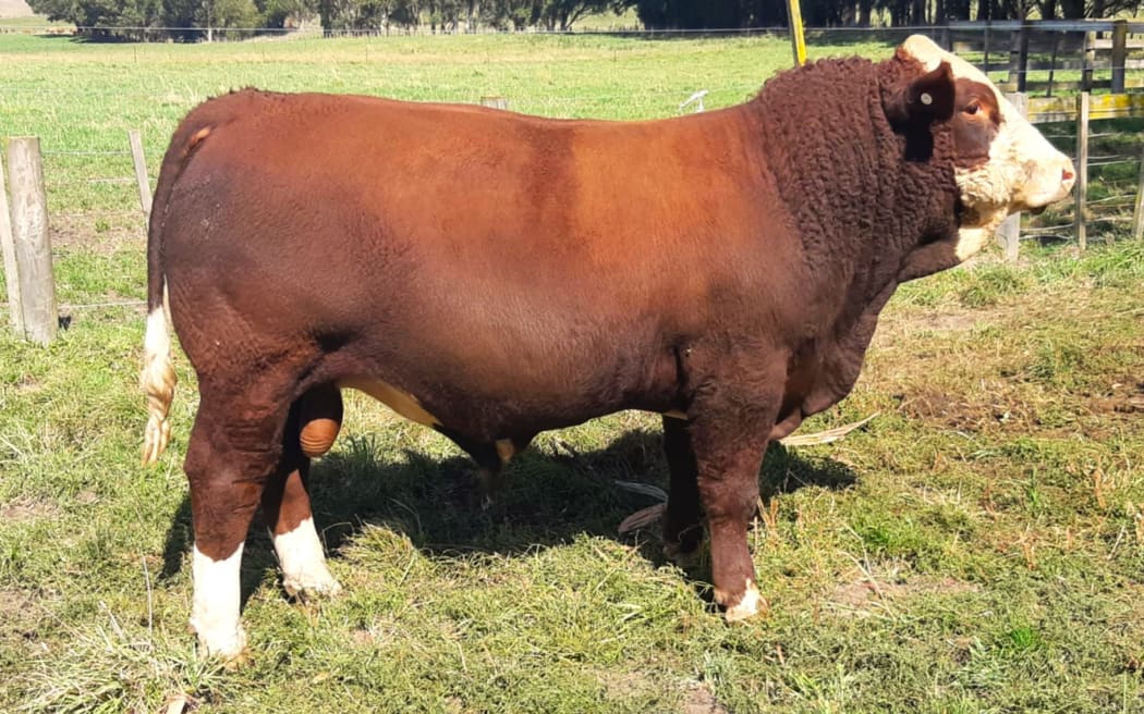 One of the R2 bulls coming up for sale at the Glenanthony annual bull sale